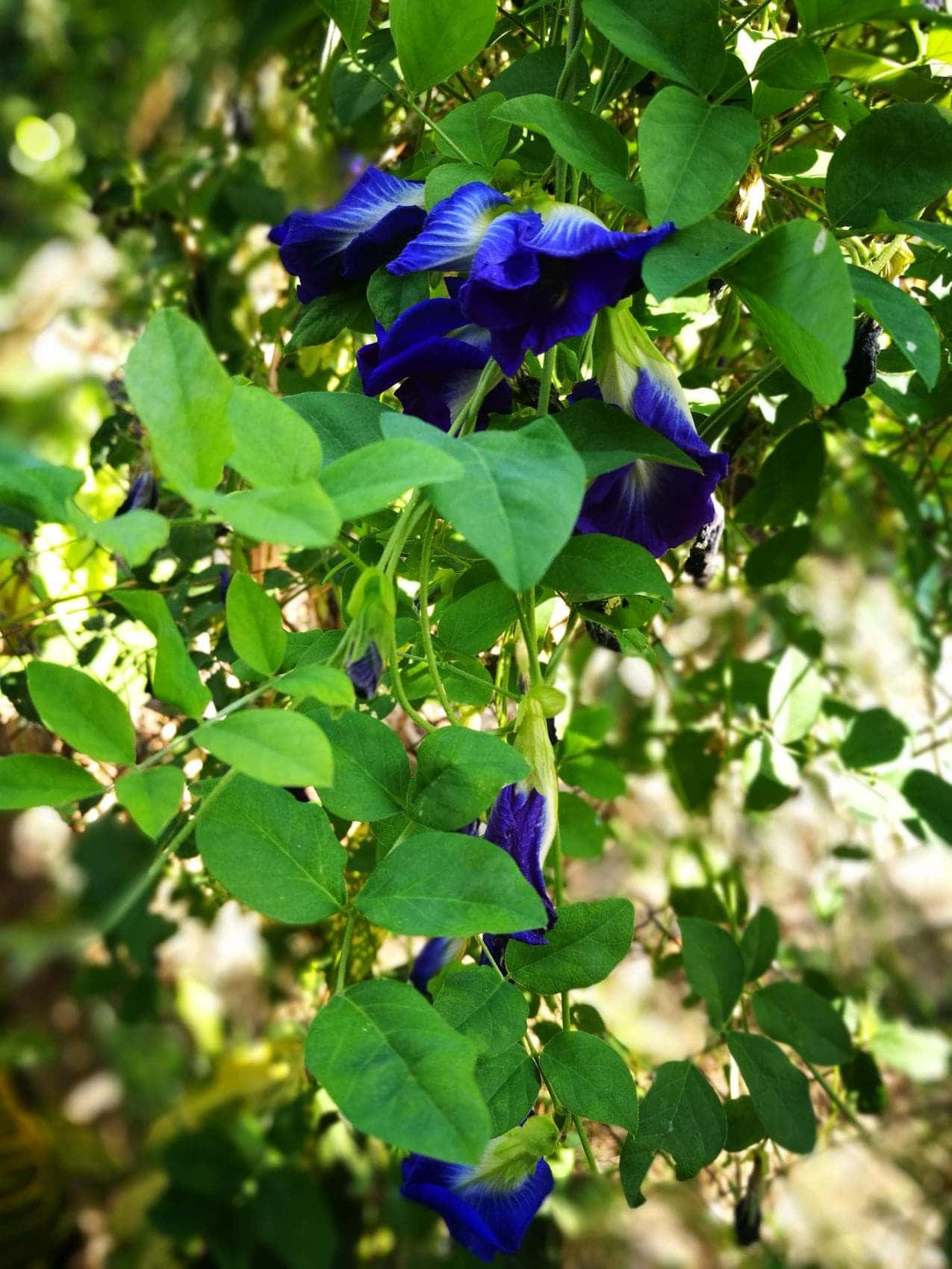 ต้นกล้าอัญชัน กลีบซ้อน สีน้ำเงิน