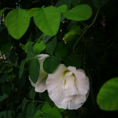 เมล็ดพันธุ์อัญชัน กลีบซ้อน สีขาว