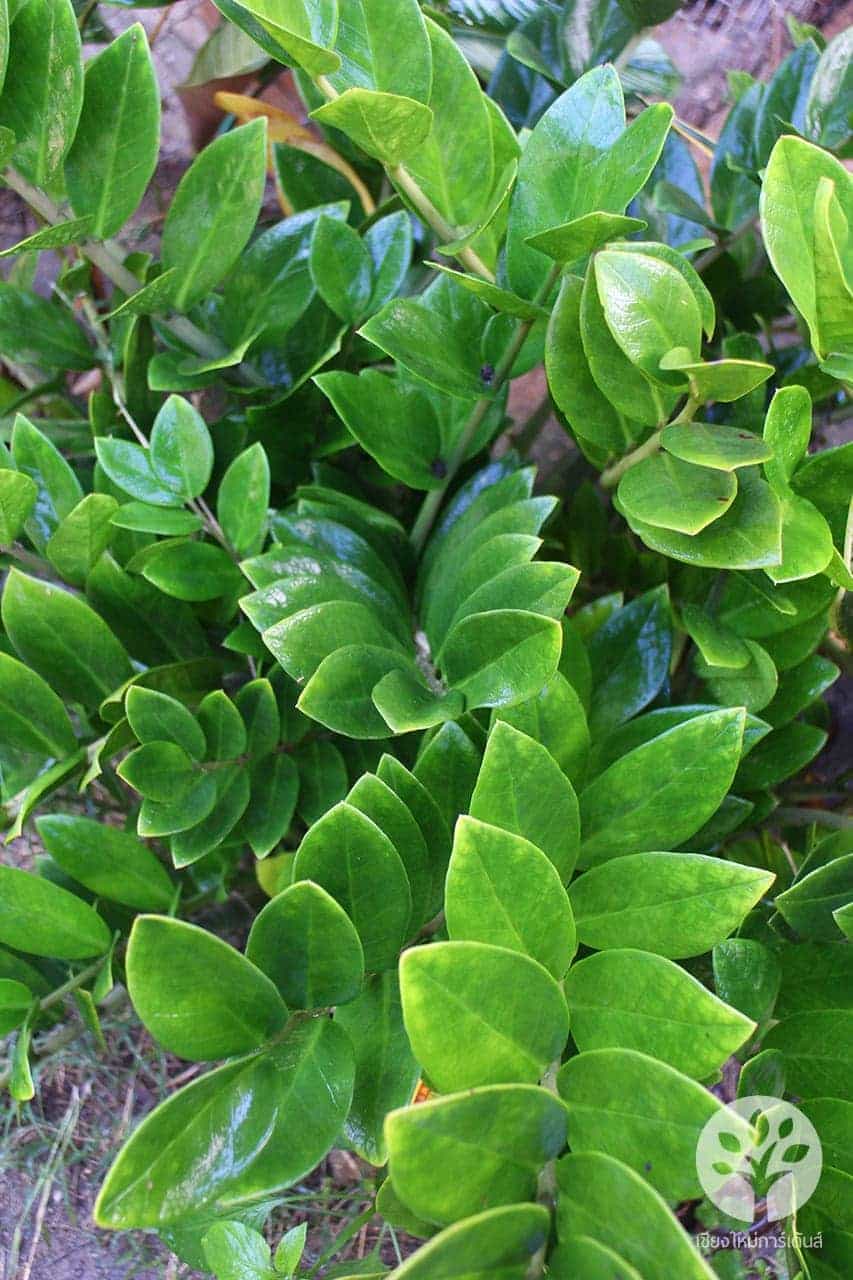 กวักมรกต