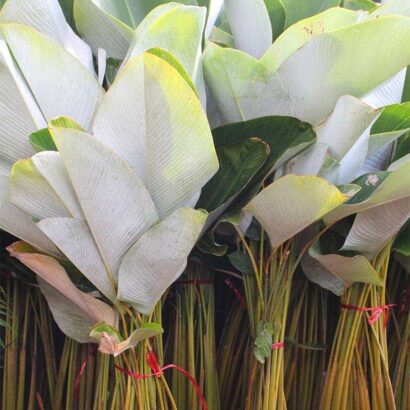 ต้นซิการ์