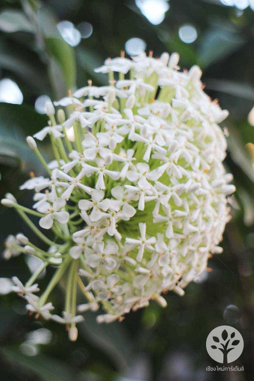 ต้นดอกเข็มสีขาว
