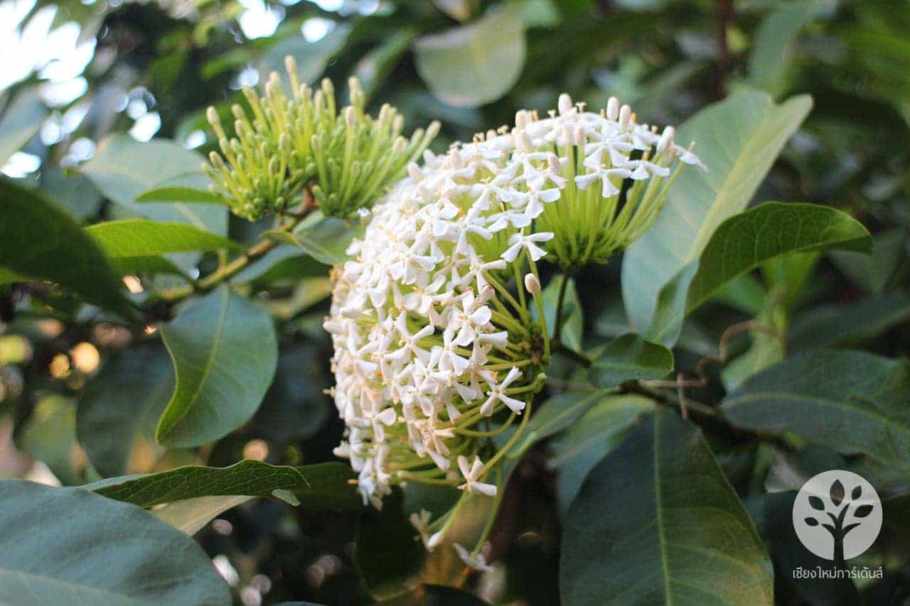 ต้นดอกเข็มสีขาว