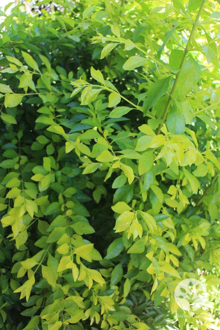 ต้นชาทอง