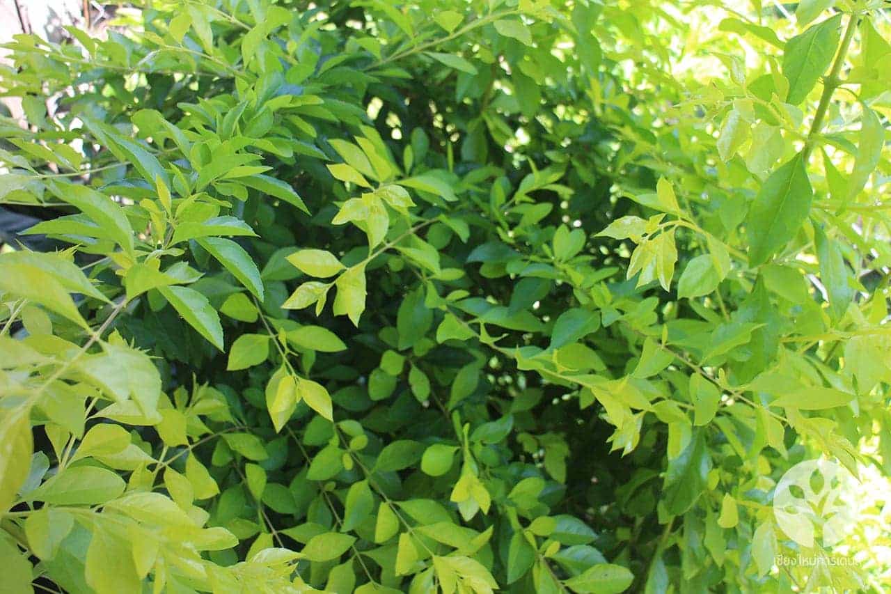 ต้นชาทอง