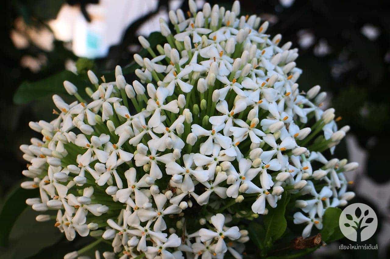 ต้นดอกเข็มสีขาว