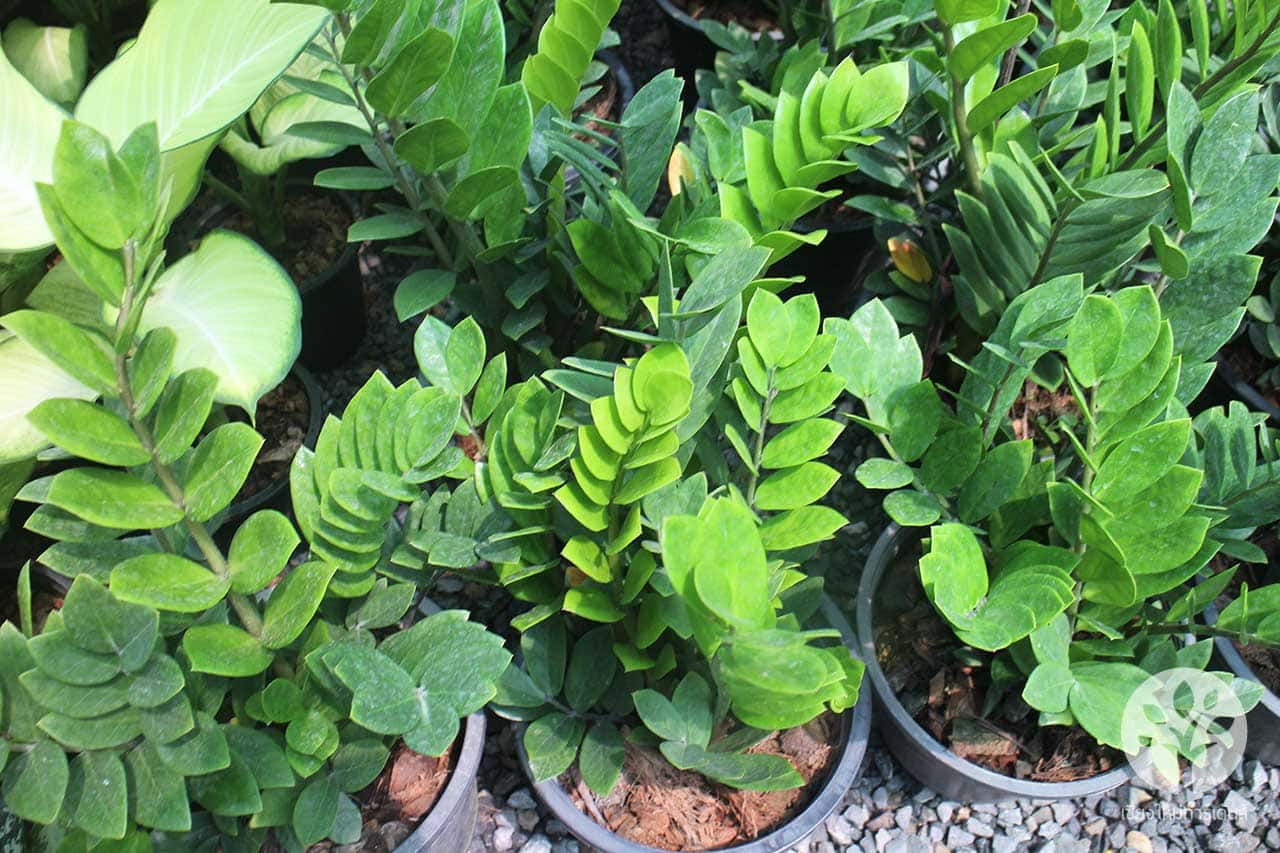 กวักมรกต