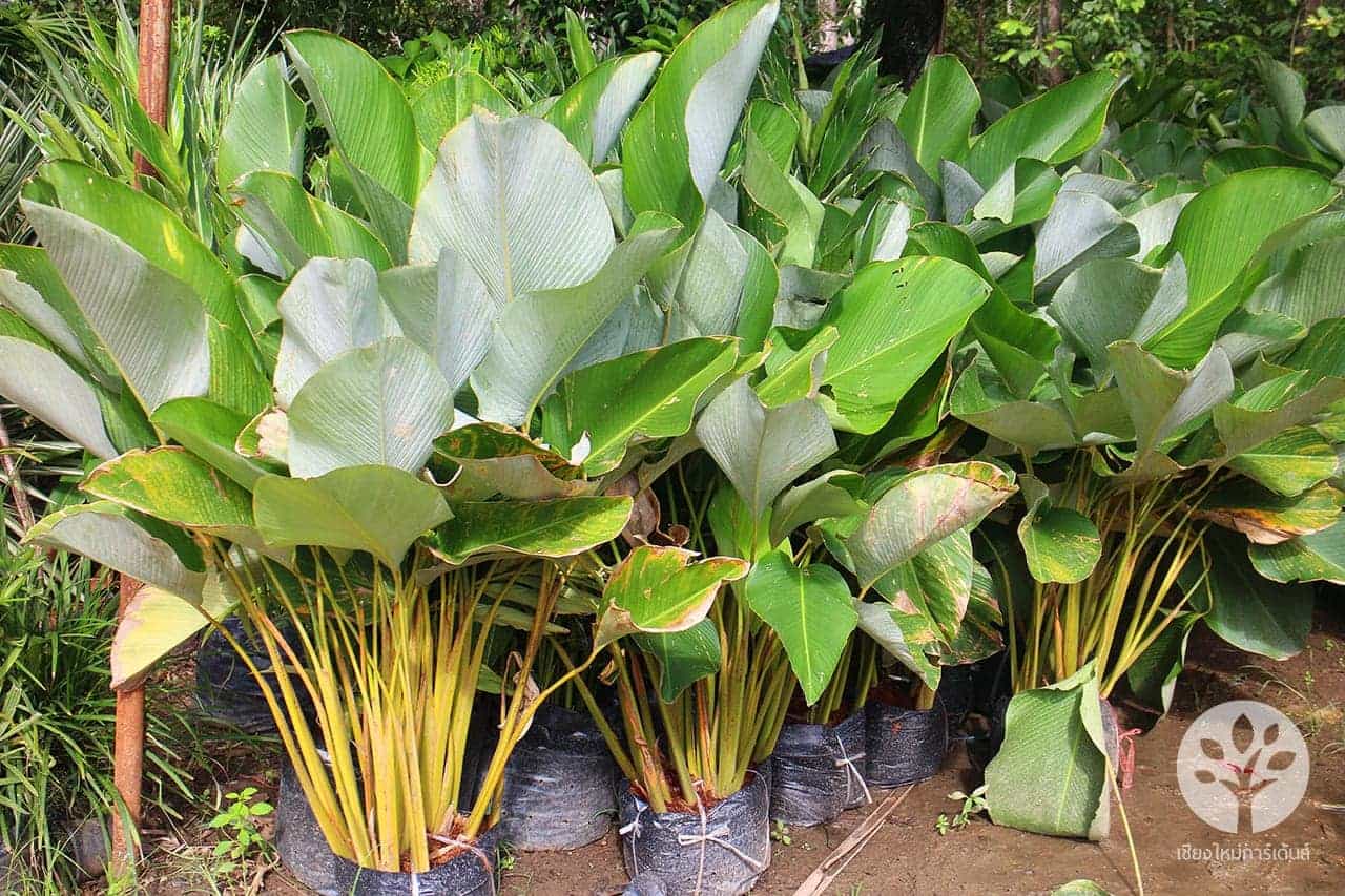 ต้นซิการ์