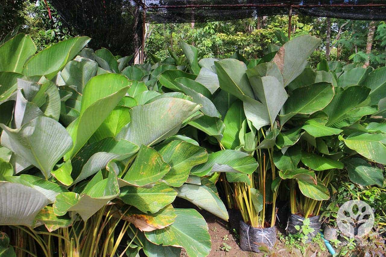 ต้นซิการ์