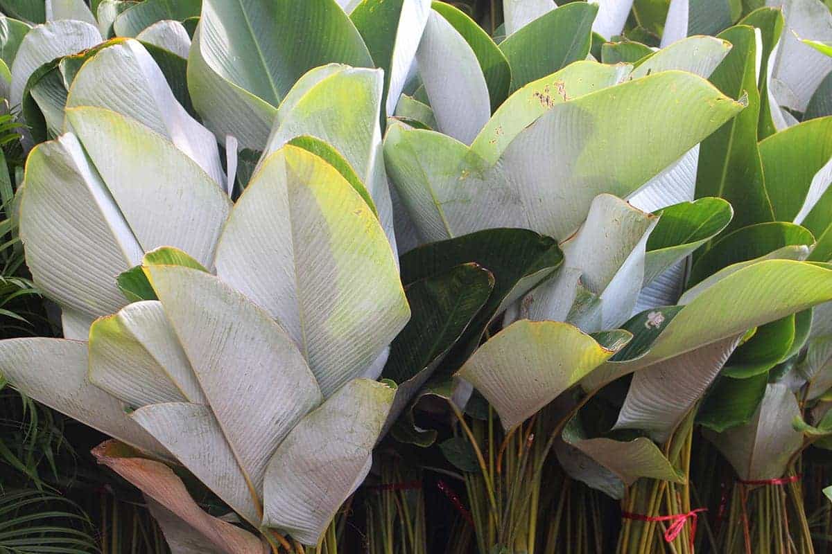 ต้นซิการ์