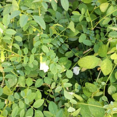 อัญชันสีขาว