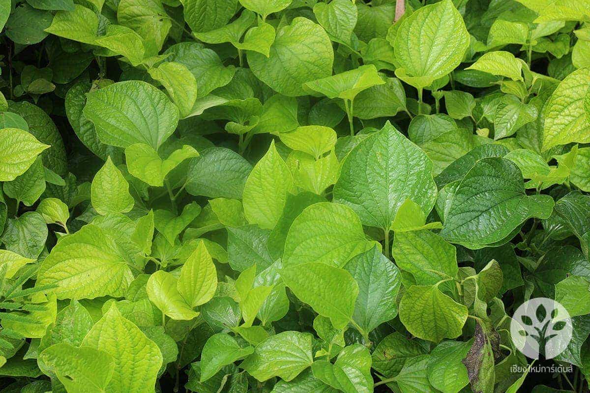 ใบชะพลู