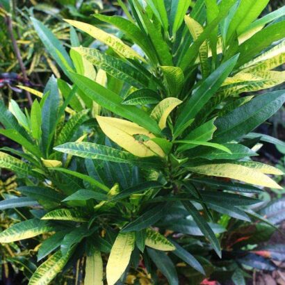 โกสน พันธุ์ จิตรลดา