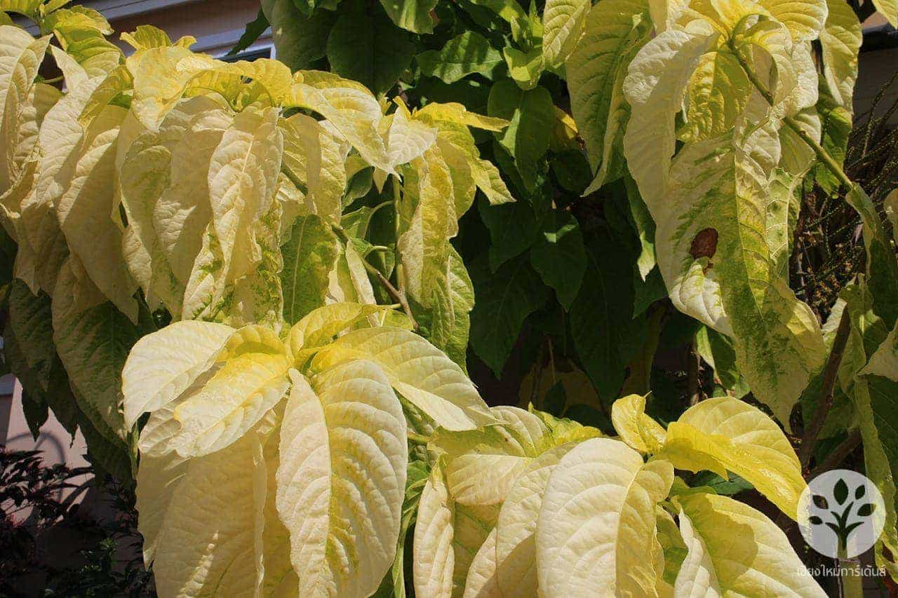 แสงจันทร์