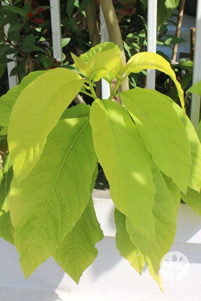 แสงจันทร์