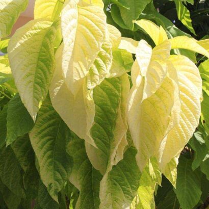 แสงจันทร์