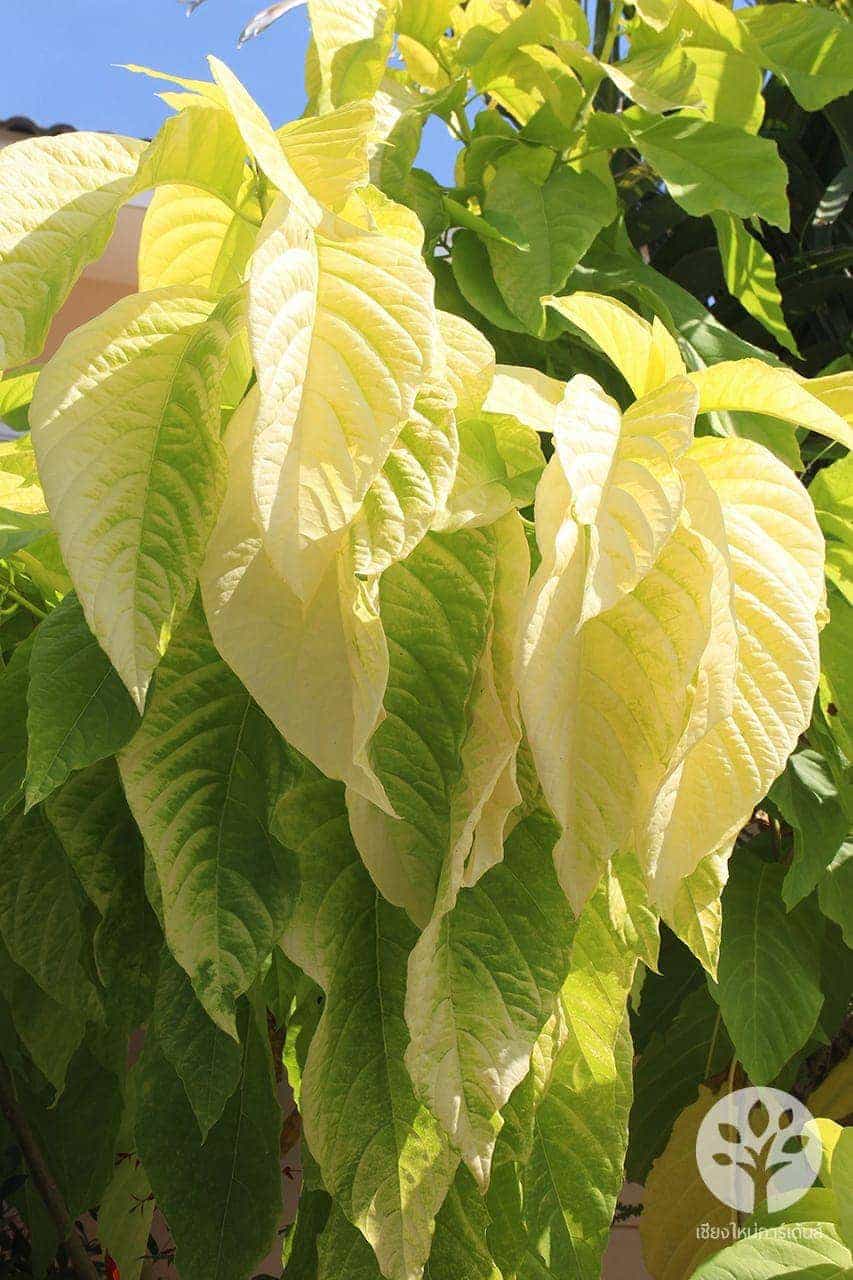 แสงจันทร์