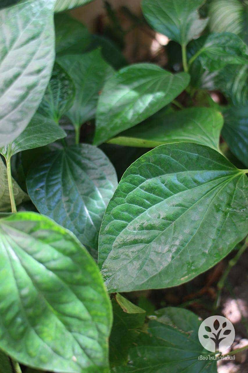 ใบชะพลู