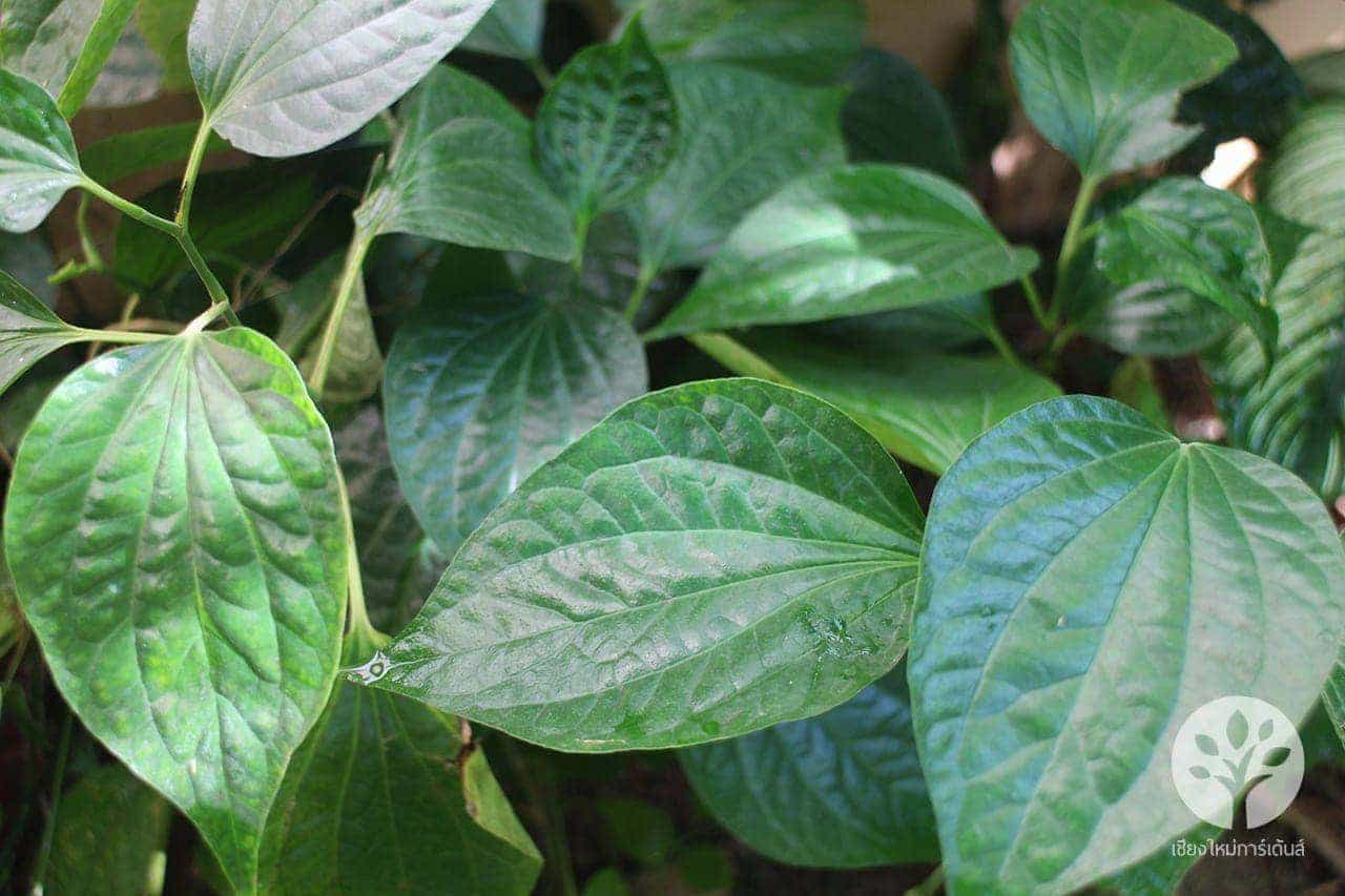 ใบชะพลู