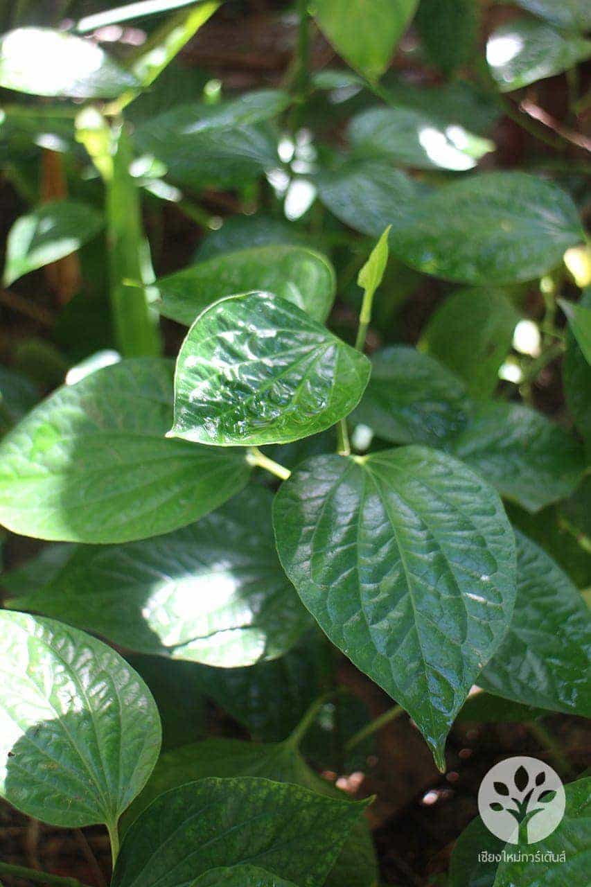 ใบชะพลู