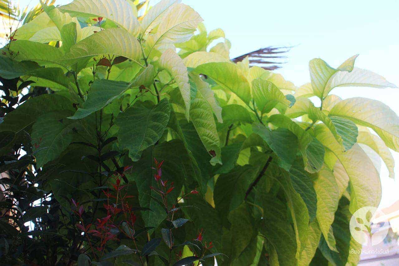 แสงจันทร์