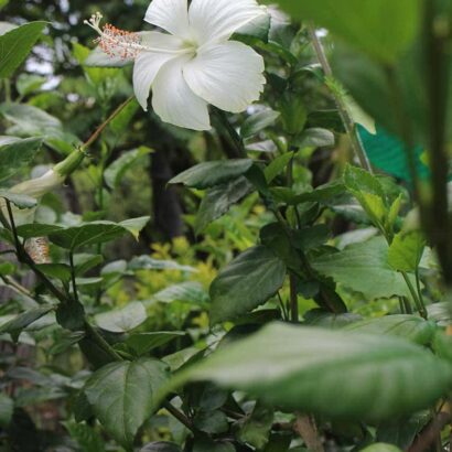 ชบาสีขาว