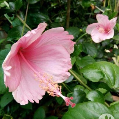 ชบาสีชมพู