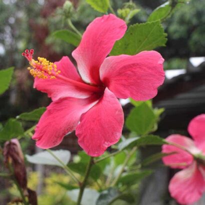 ชบาสีบานเย็น