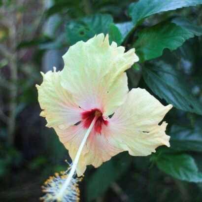 ชบาสีโอรส