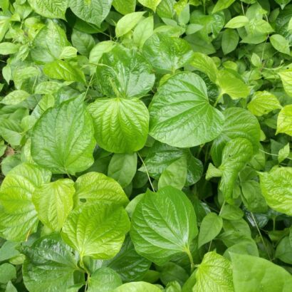 ใบชะพลู