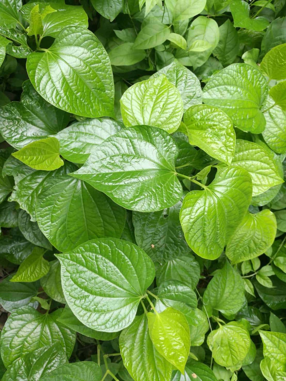 ใบชะพลู