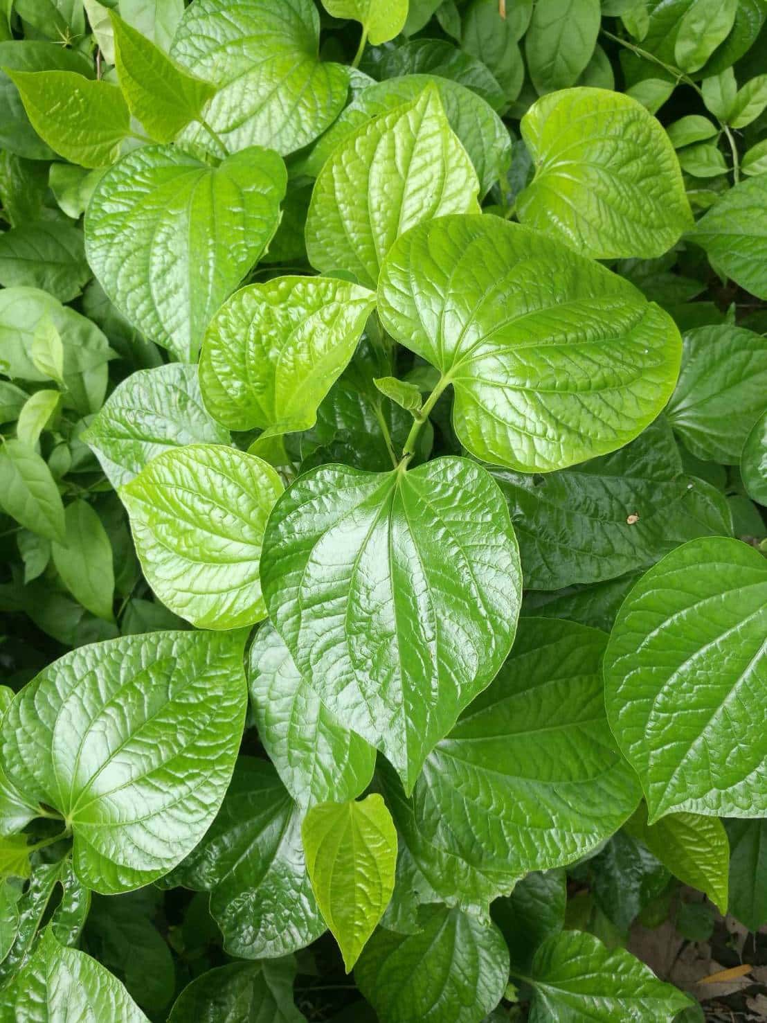 ใบชะพลู