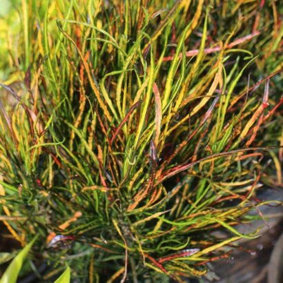 โกสนเปลวสุริยา