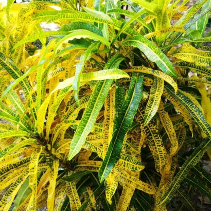 โกสนพันธุ์กวางทอง