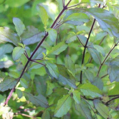 กระเพราแดง