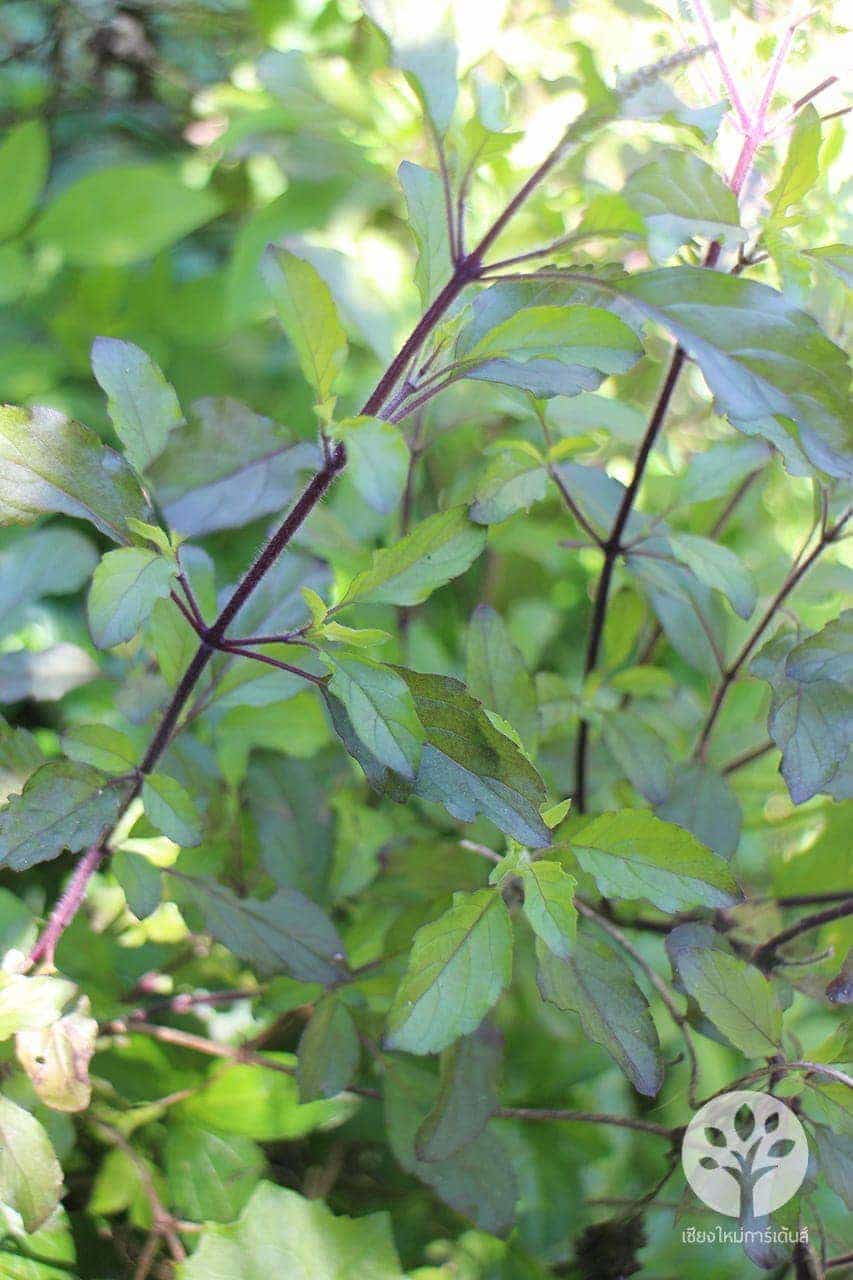 กระเพราแดง