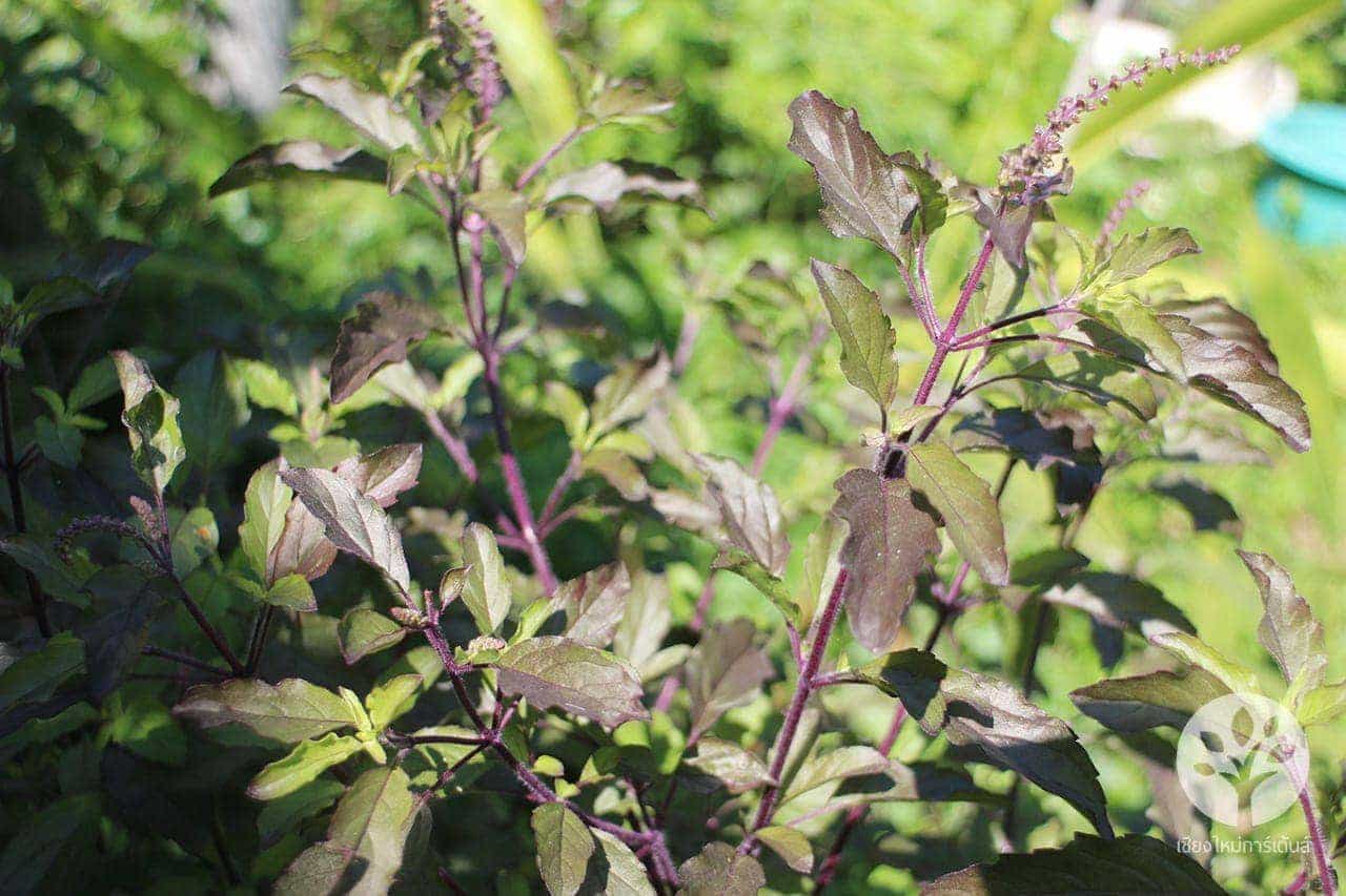 กระเพราแดง