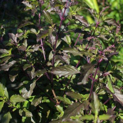 กระเพราแดง