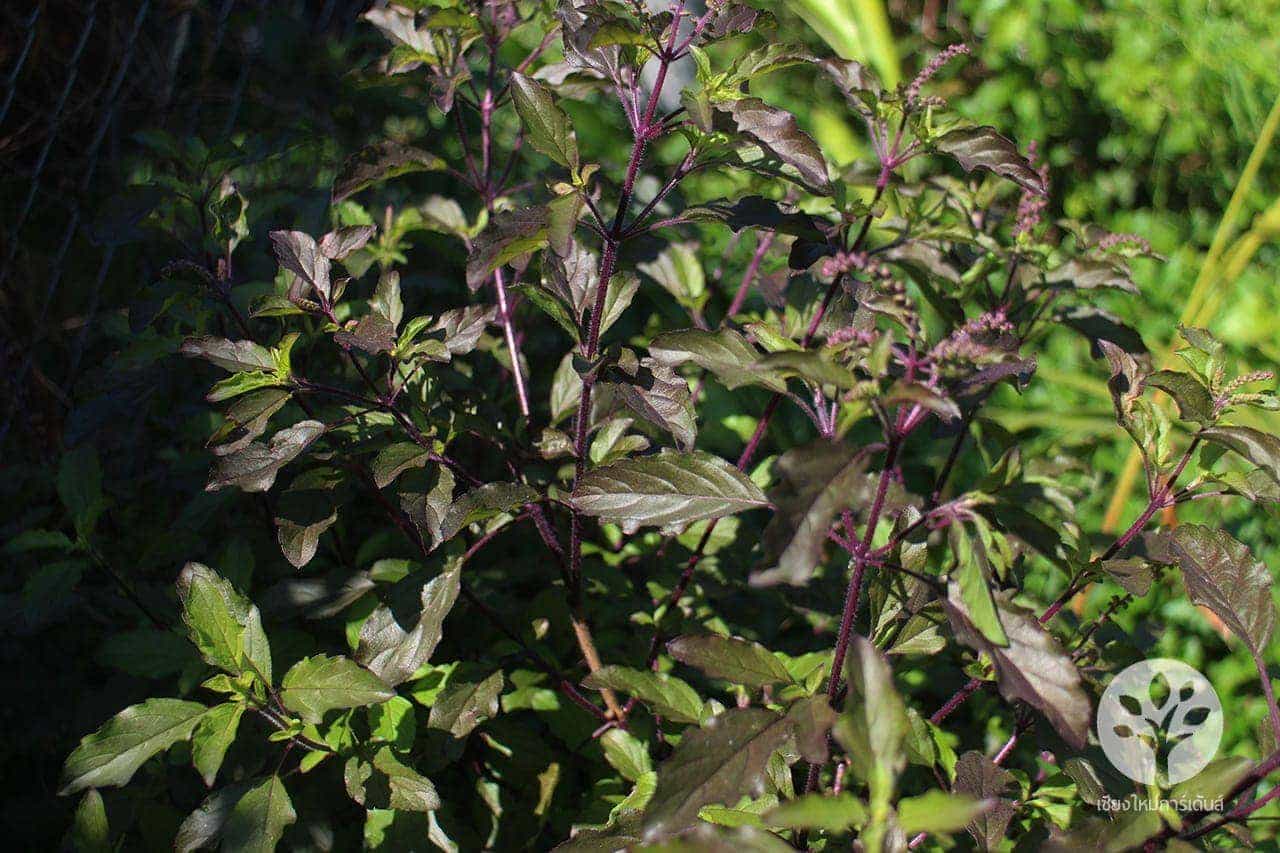 กระเพราแดง