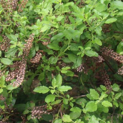 เมล็ดกระเพราขาว