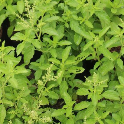 ต้นกระเพราขาว