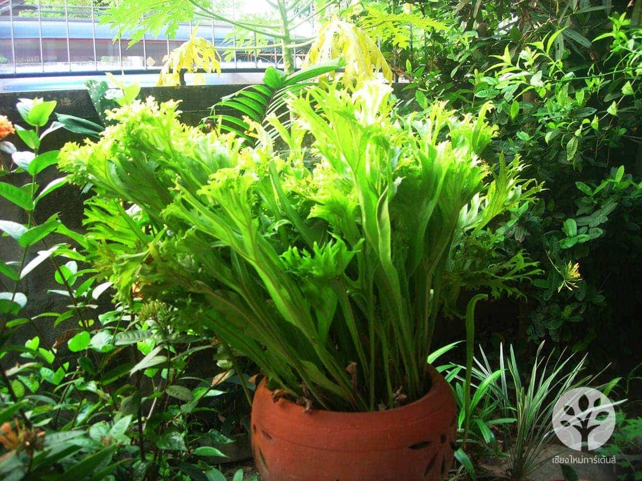 เฟิร์นเขากวาง