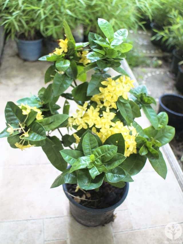 ดอกเข็มสีเหลือง