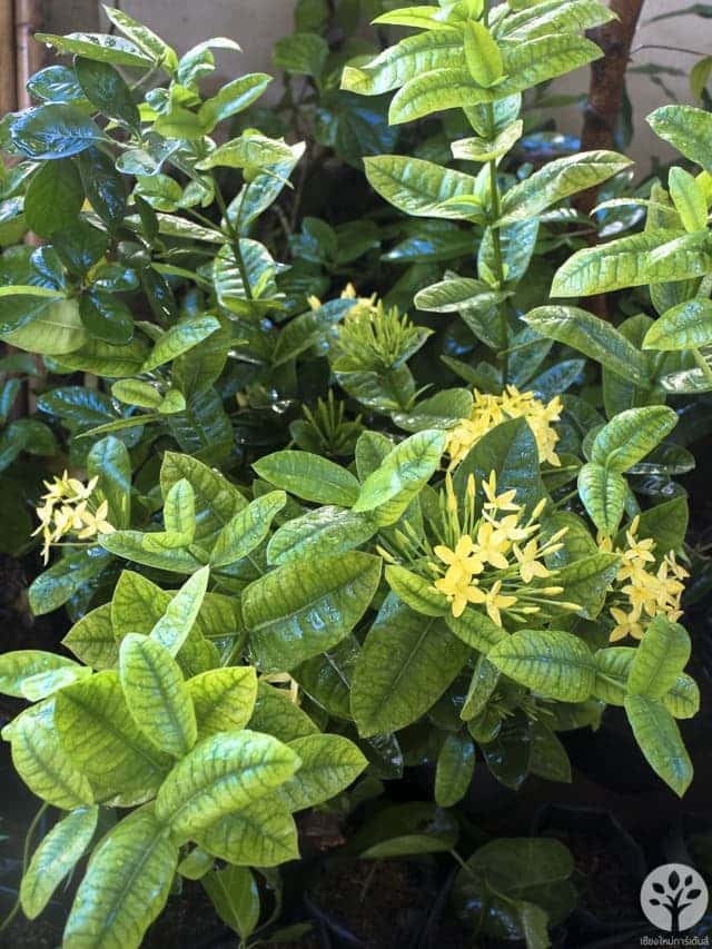 ดอกเข็มสีเหลือง