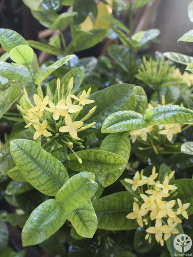 ดอกเข็มสีเหลือง