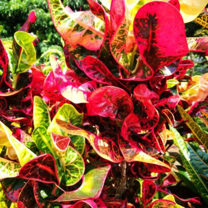 โกสนพันธุ์ขุนช้างกินเลี้ยง