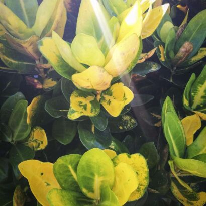 โกสนเกล็ดกระโห้