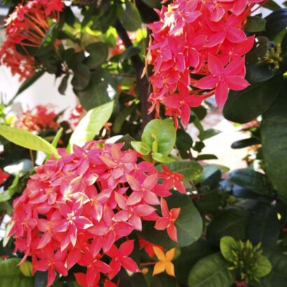 ดอกเข็มสีส้ม