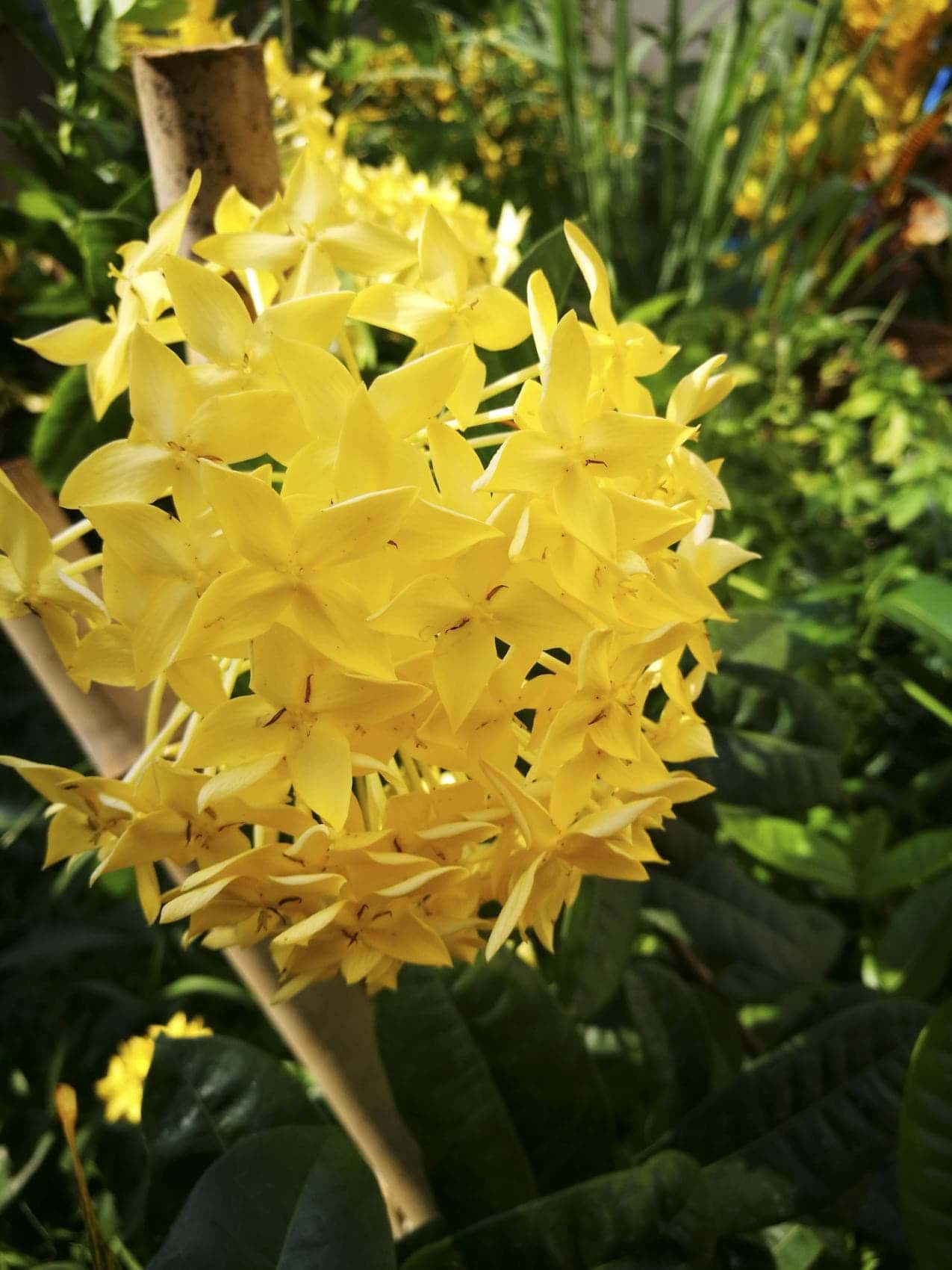 ดอกเข็มสีเหลือง