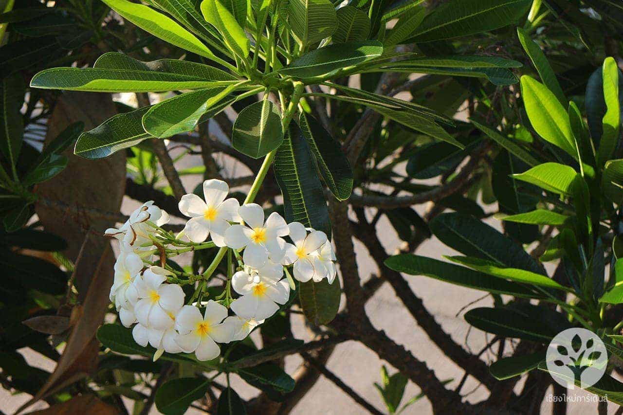 ลีลาวดี สีขาว