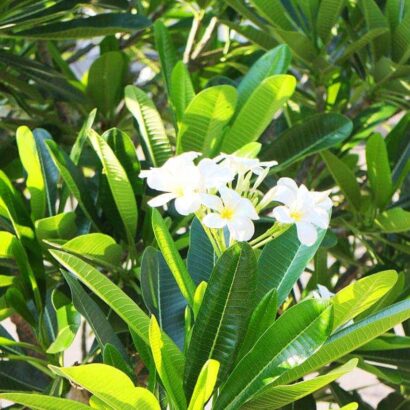 ลีลาวดี สีขาว